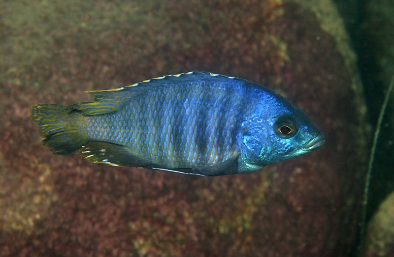 Otopharynx sp. 'ovatus likoma' Membe Point